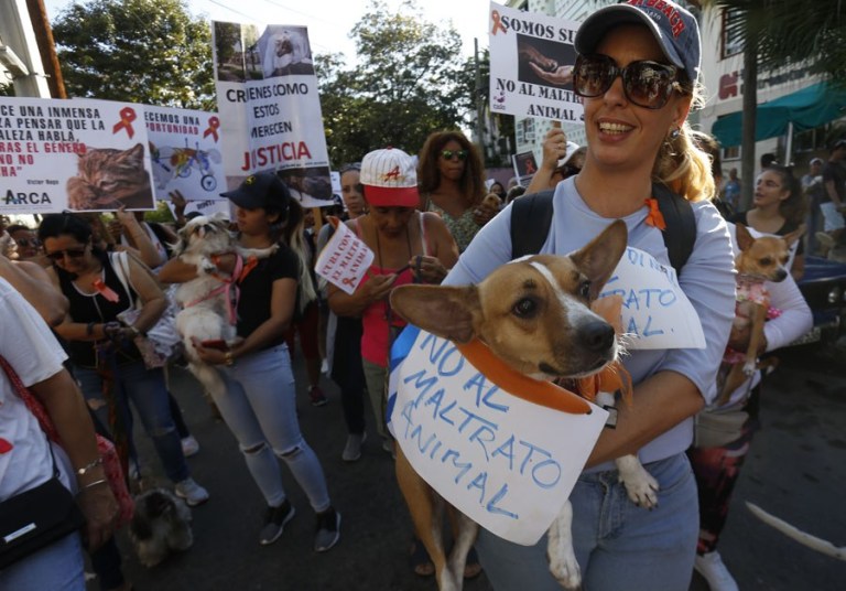Cuba: ¿un paso más cerca de la ley de protección animal?